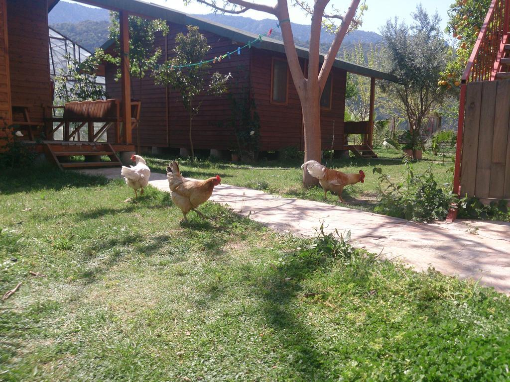 Sera Pansiyon Çıralı Εξωτερικό φωτογραφία