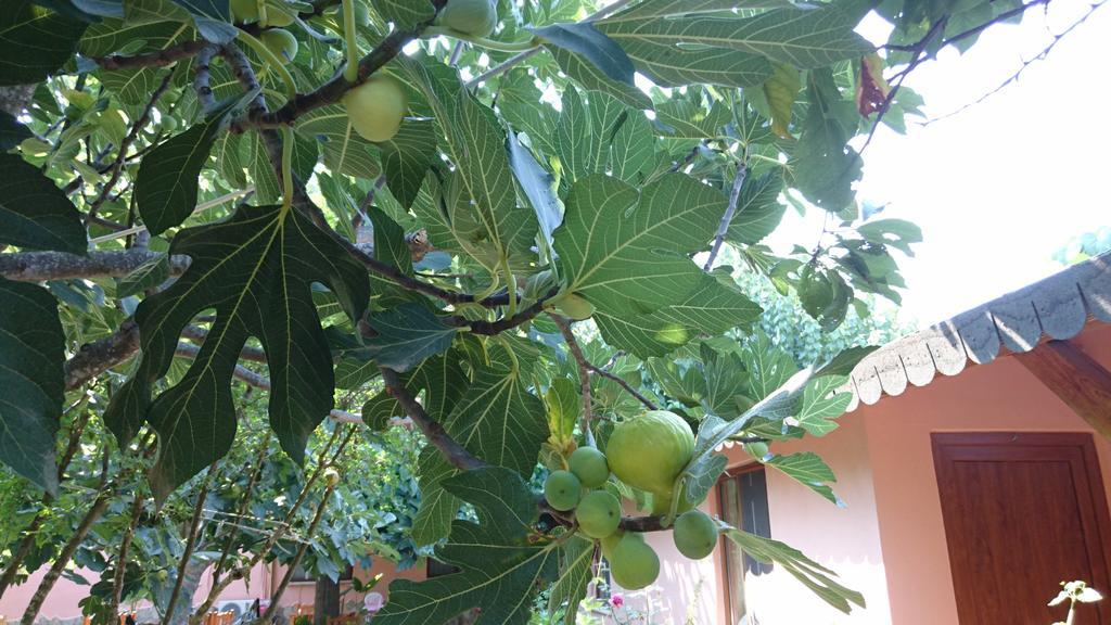 Sera Pansiyon Çıralı Εξωτερικό φωτογραφία
